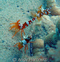 Squat Shrimps boogying near their anemone.  by Andy Hamnett 